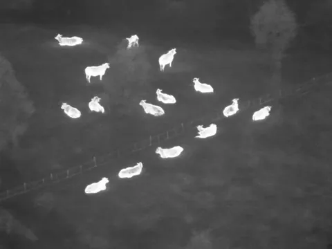 Thermal view: cattle glow white against the cool pasture