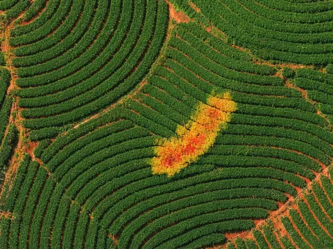 Crop health map: healthy tea in green, a stressed patch in yellow and red