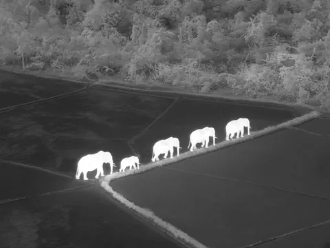 Thermal view: five elephants, including a calf, walking in a line along a paddy bund